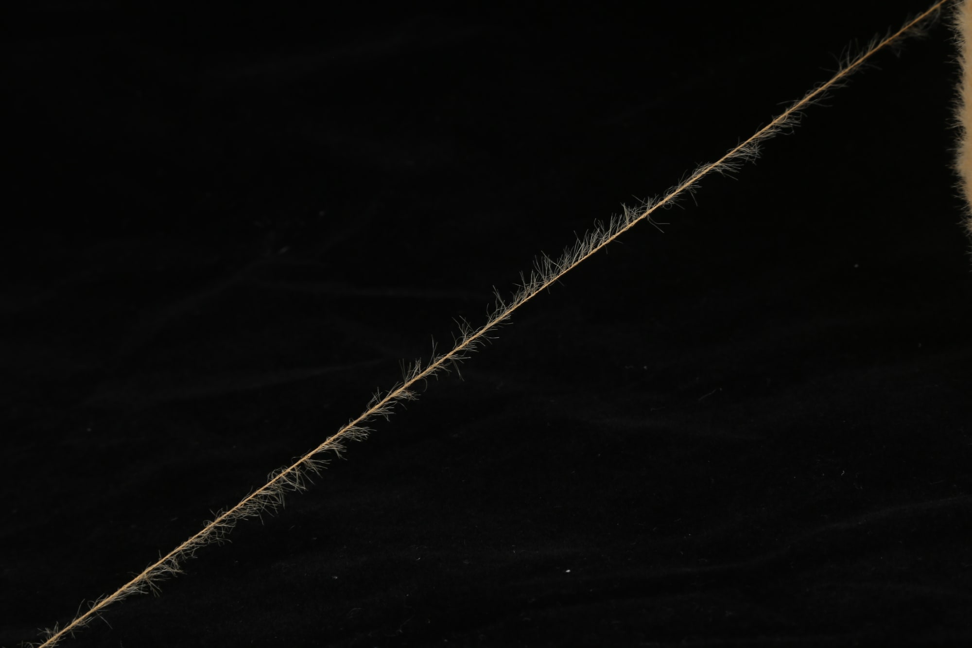 Feather Yarn, photograph 12