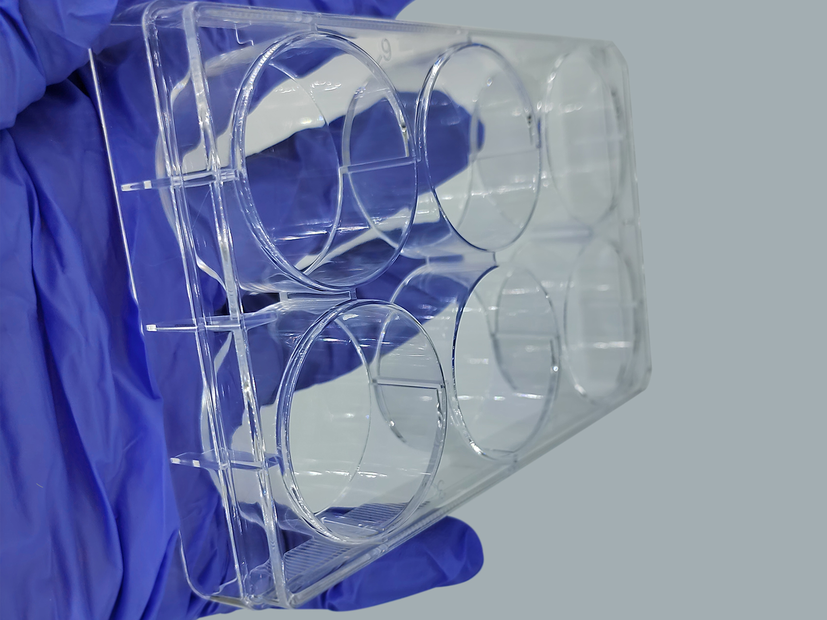 TC-Treated Cell Culture Plate customer view 24