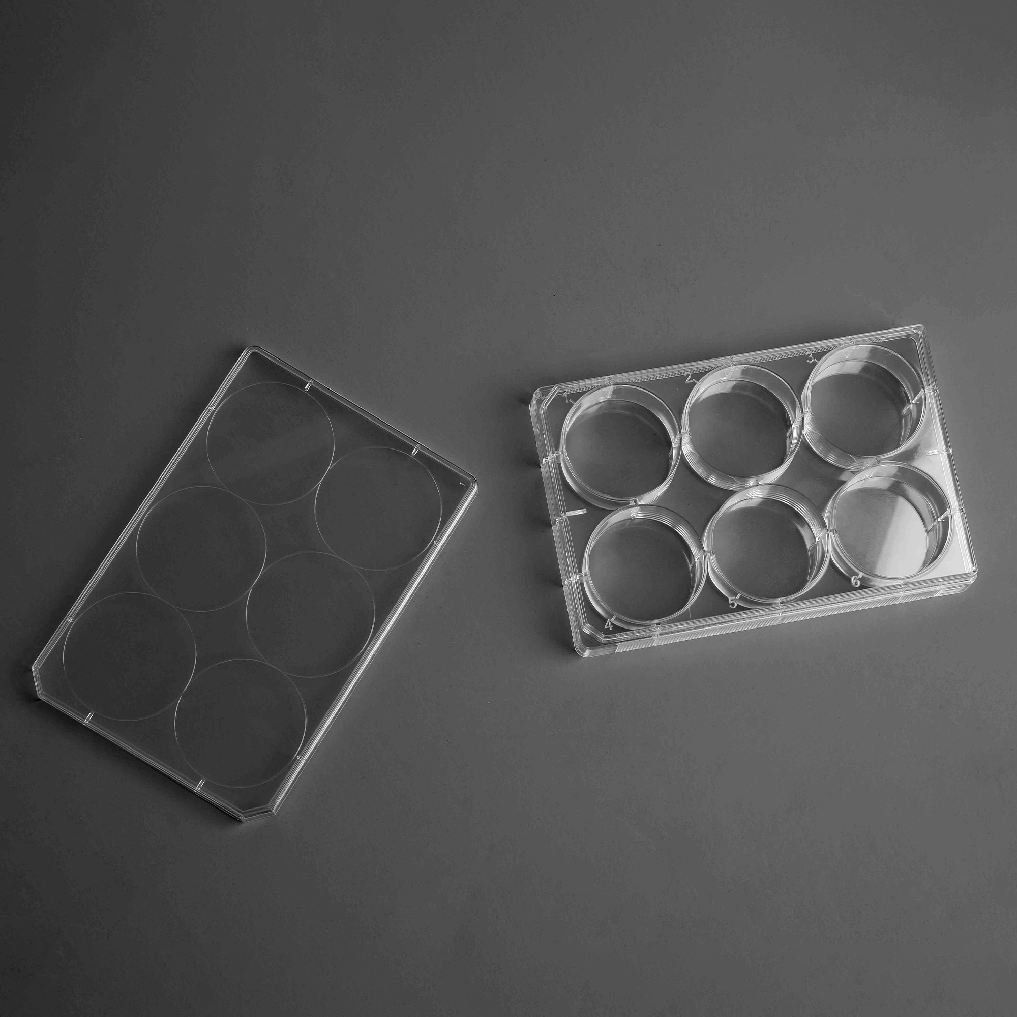 TC-Treated Cell Culture Plate customer view 11